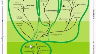 Evolutie - De samenvatting