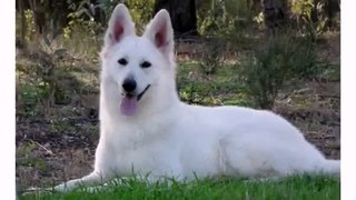 Cute Funny Dog White Swiss Shepherd Vines 2015
