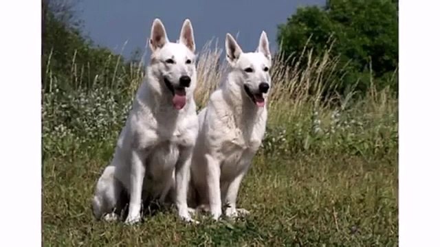 Best Dogs Animal White Swiss Shepherd and Puppy - Cute Funny Dog Videos