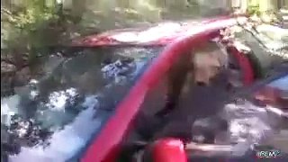 grizzly bear destroys car