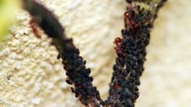 Elevage des pucerons par des fourmis