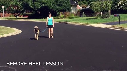 American Mastiff "Malcolm" heel lesson: New Orleans Dog Trainers