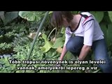 Nanotudomány a természetben (Hungarian subtitles)