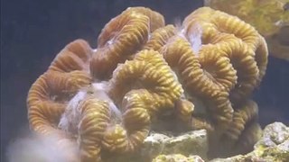 Feeding Coral