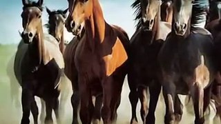 الخيول البرية
