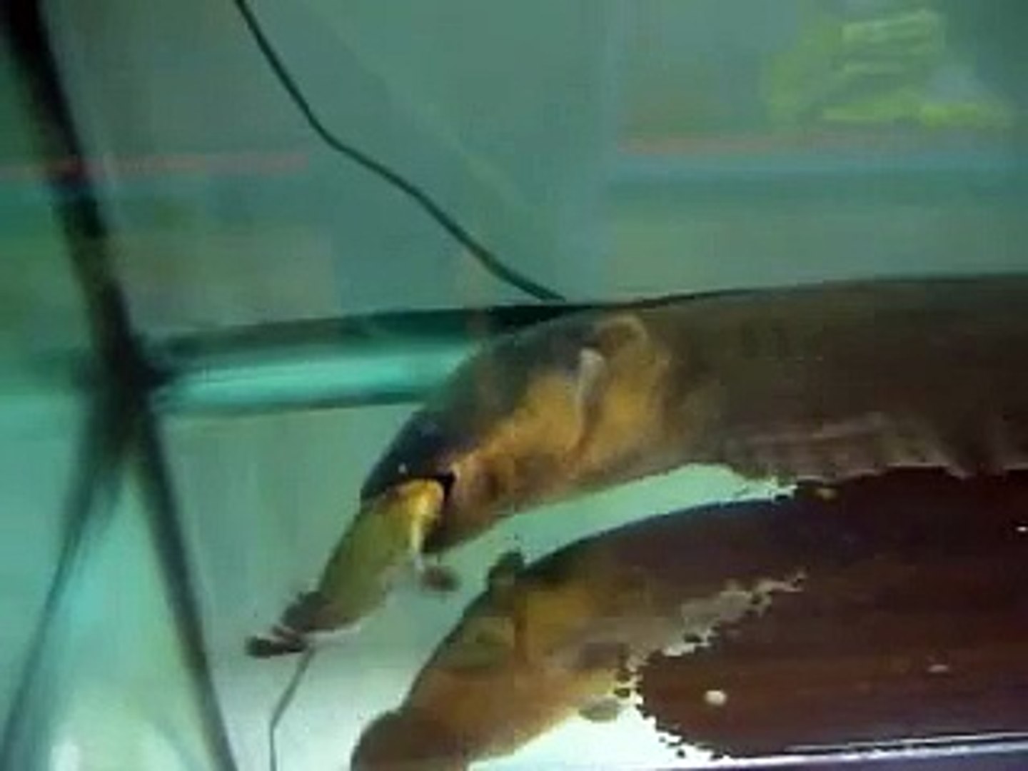 4 5 Feet Electric Eel Eating 8 Inch Red Belly Piranha Video Dailymotion
