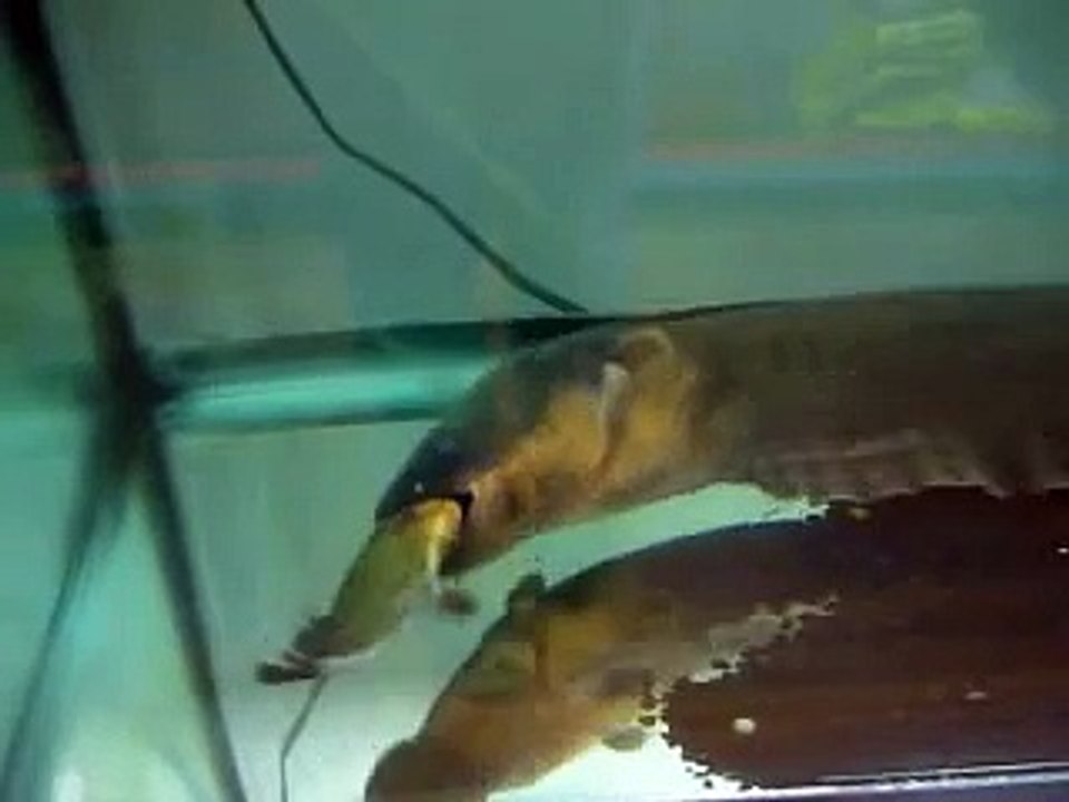 4.5 feet Electric Eel eating 8 inch Red Belly Piranha video Dailymotion