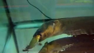 4.5 feet Electric Eel eating 8 inch Red Belly Piranha