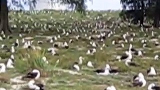 Midway Island Albatross