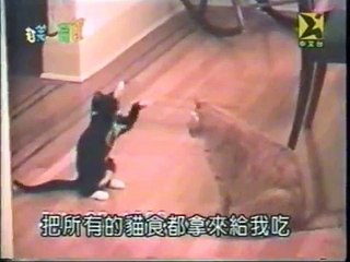 funny cats - john butler trio