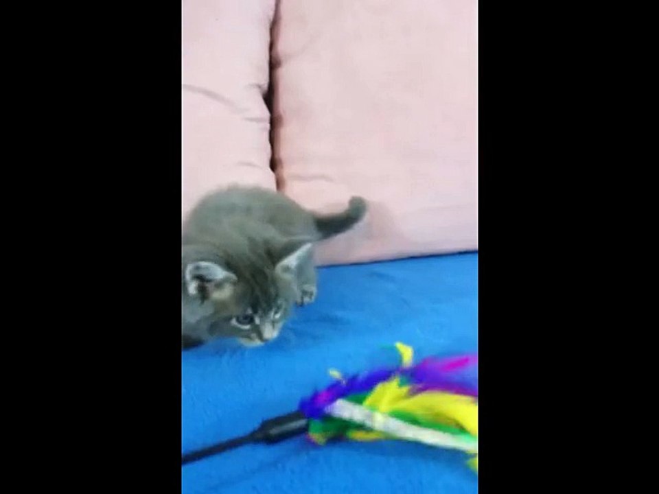 Loulou MAINE COON Bleu tabby 6 semaines