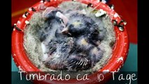 Hier können Sie die Entwicklung vom Jungen Timbrado Kanarienvogel sehen.