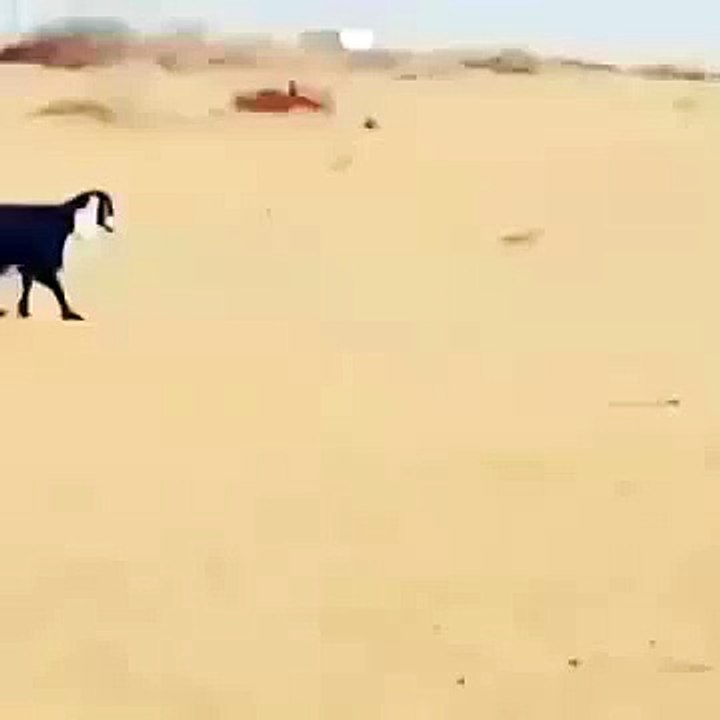Funny Goat Doing Military Parade in Desert