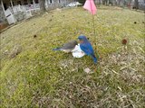 Blue Birds Feeding on Mealworms Part One