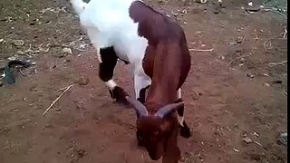 Funny Goat Dubsmash - Do You Think I'm Cute