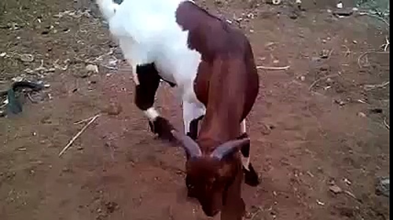 Funny Goat Dubsmash - Do You Think I'm Cute