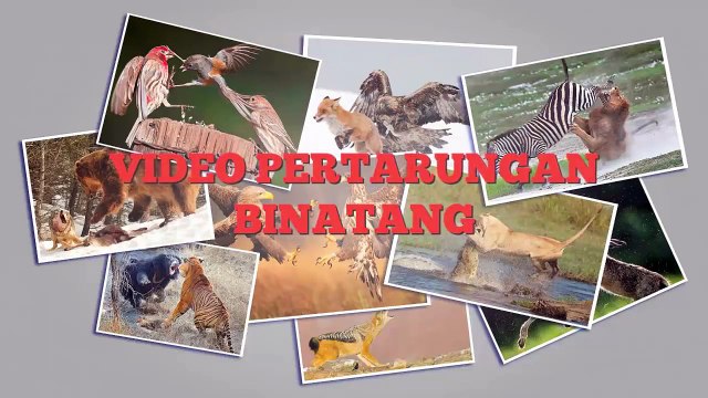 Kumpulan Video Pertarungan Binatang Buas | Perkelahian Singa, Komodo, Beruang Kutub, Kuda Nil