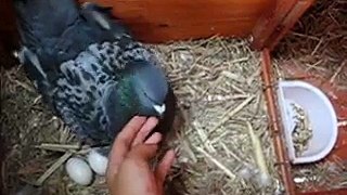 Angry pigeon takes it out on my hand!