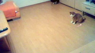 Meine Katze verfolgt verdächtigen Laserpointer o.o xD