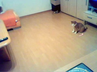 Meine Katze verfolgt verdächtigen Laserpointer o.o xD