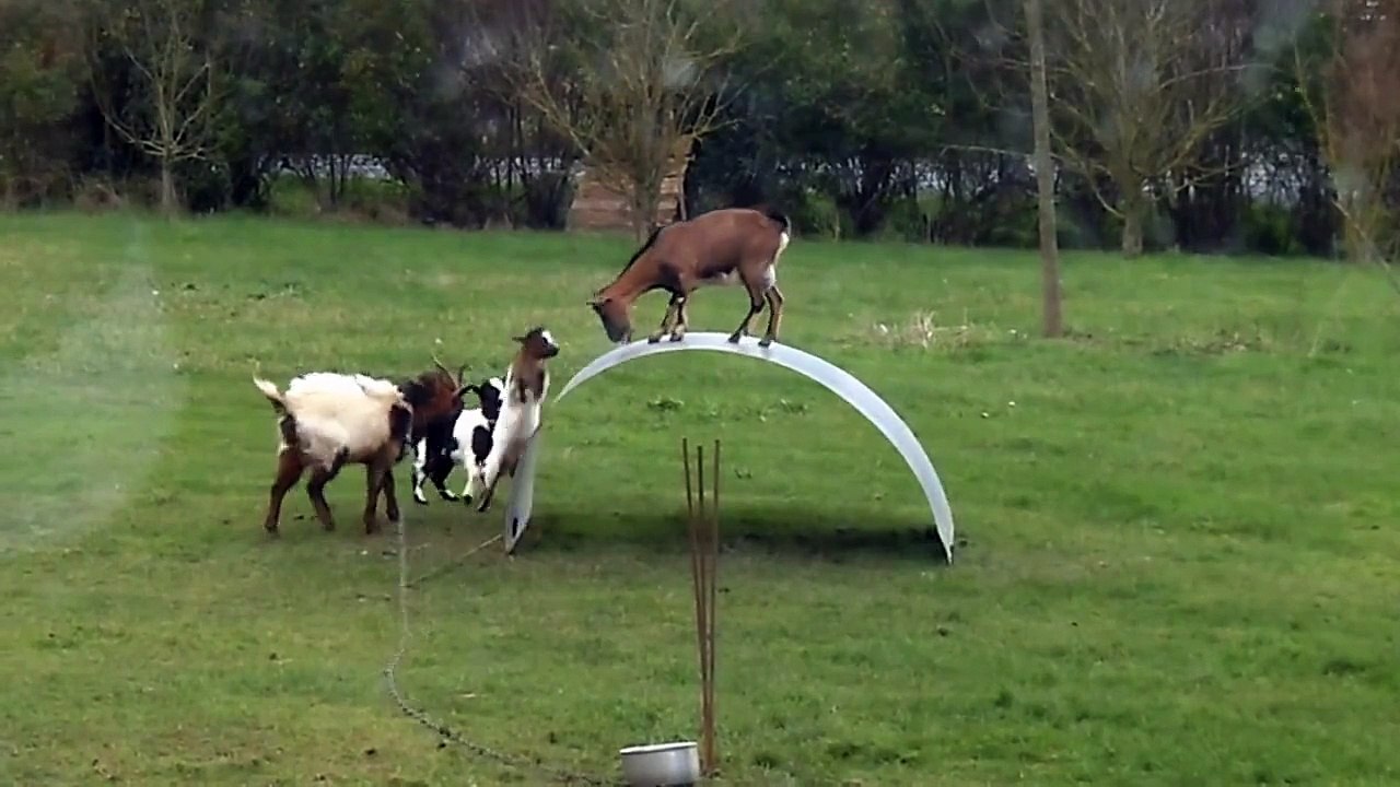 les chevre se divertissent en faisant du sport