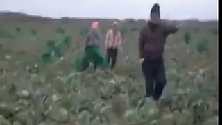 Китайцы бьют наших фермеров