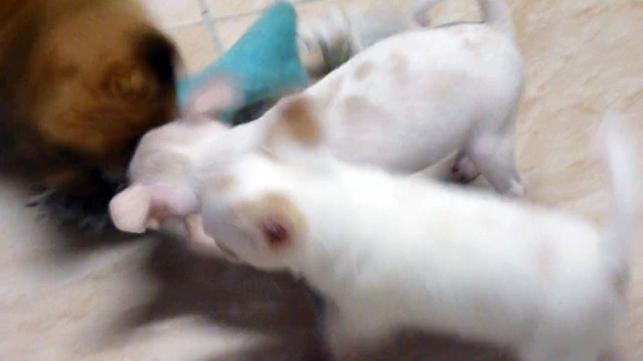 P1090908Chihuahua Lawson