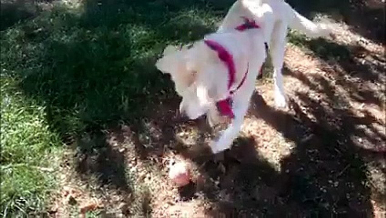 Balou, une jeunesse retrouvée, attend sa famille pour la vie !