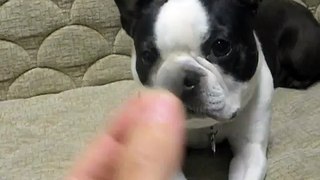 Dog eats sunflower seed, spits out shell.