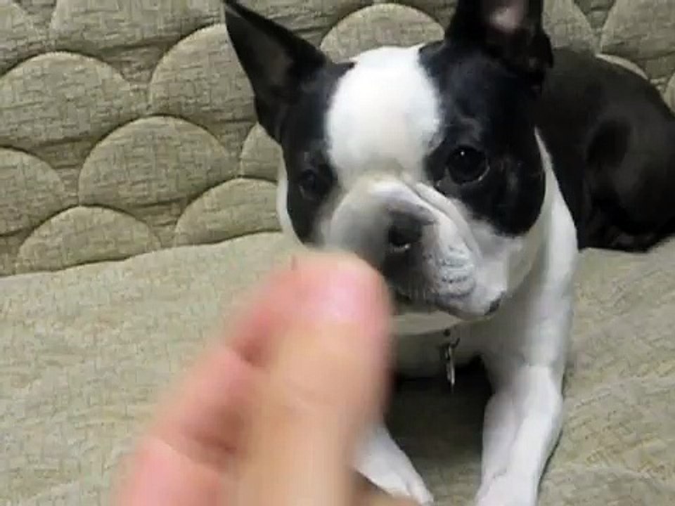 Dog eats sunflower seed, spits out shell.