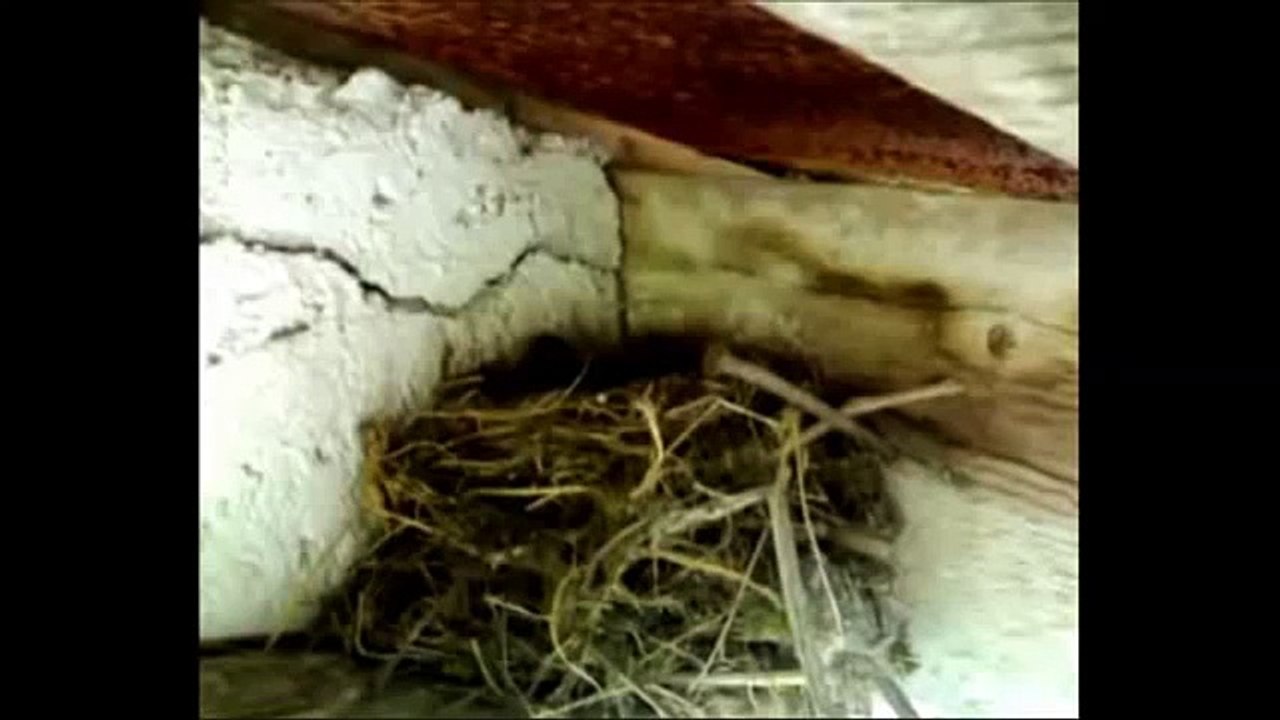 Nádas erdő madárhangjai