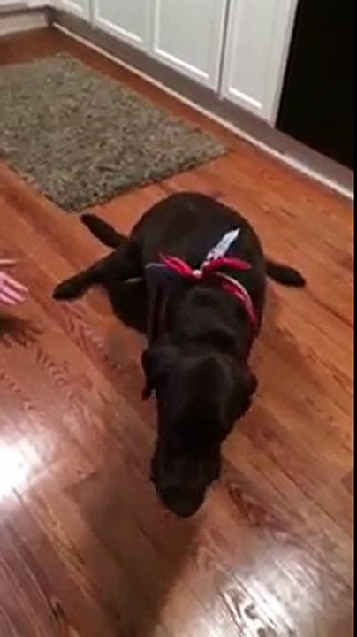 Chocolate Labrador Retriever (dog) having a seizure