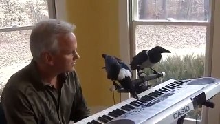 Cuervos tocan el piano como profesionales