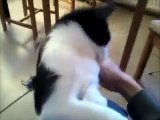 Brushing my cat