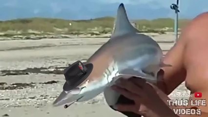 Animal Thug Life Compilation  9