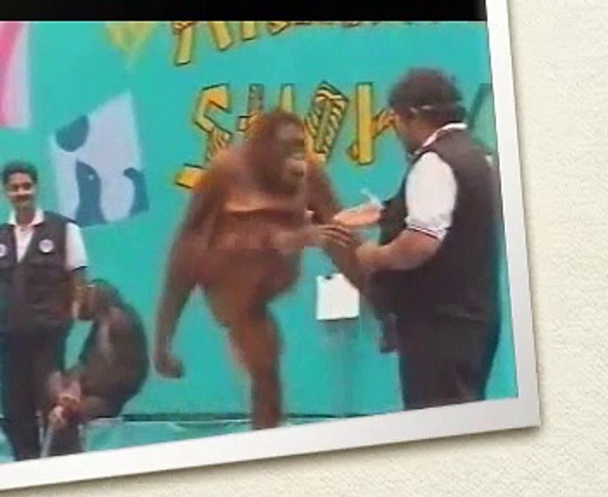 Verry Funny Animal Show
