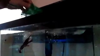 mbu pufferfish named Puffy Boo chomps down a crayfish