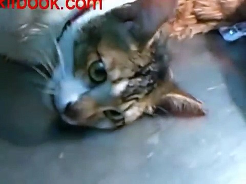 Kucing Kena Racun - Ubatvitiligo.com