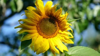 Sunflower (seeds) from pollinated by bees and crabs
