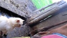 любитель молочка парного)