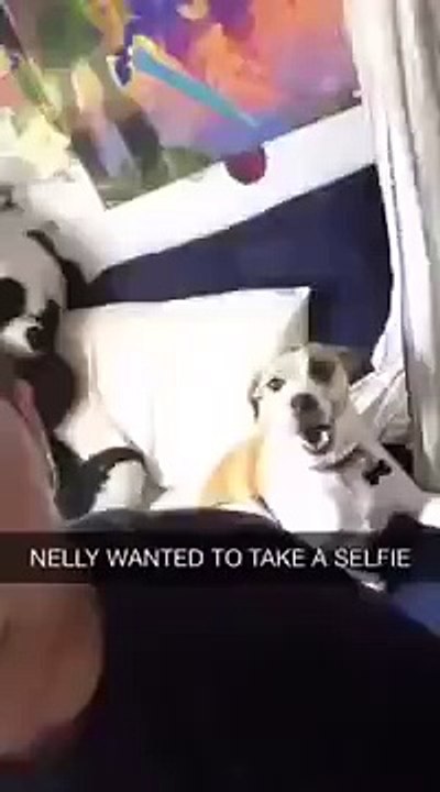 Сэлфи пес взорвал Интернет!