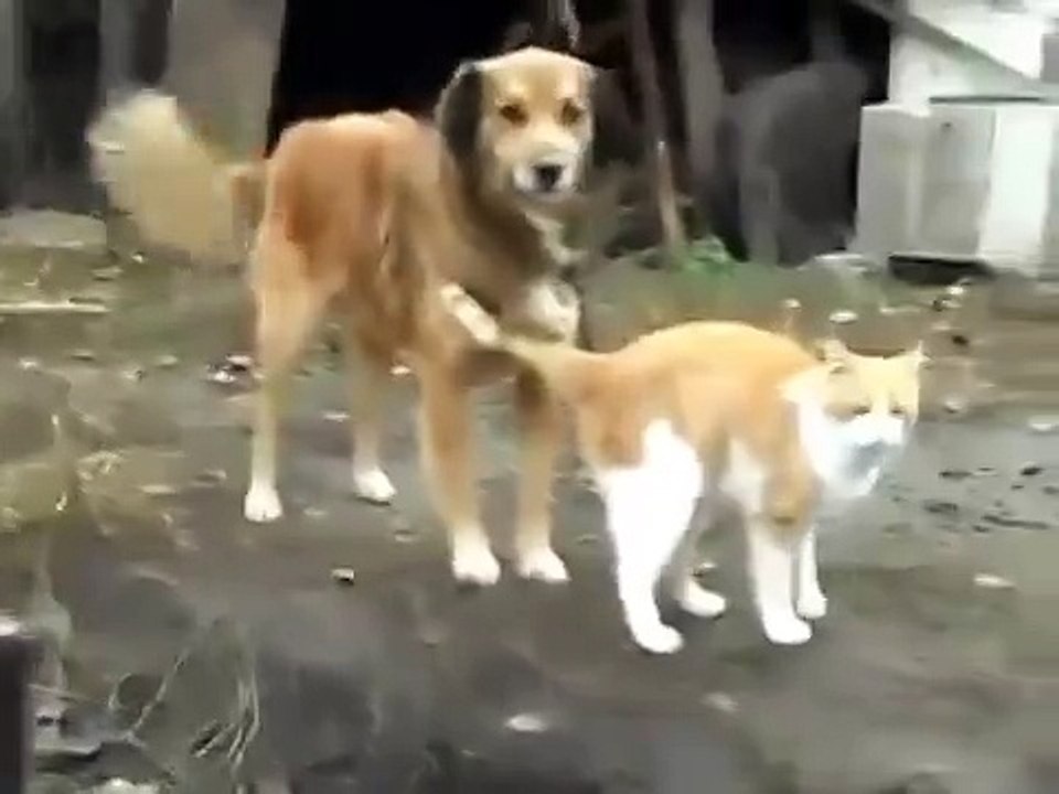 Желаю всем такой любви, мира и дружбы! Кто согласен!