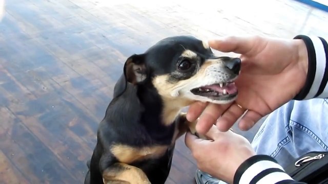 очень злой пёс по кличке БАСЯ