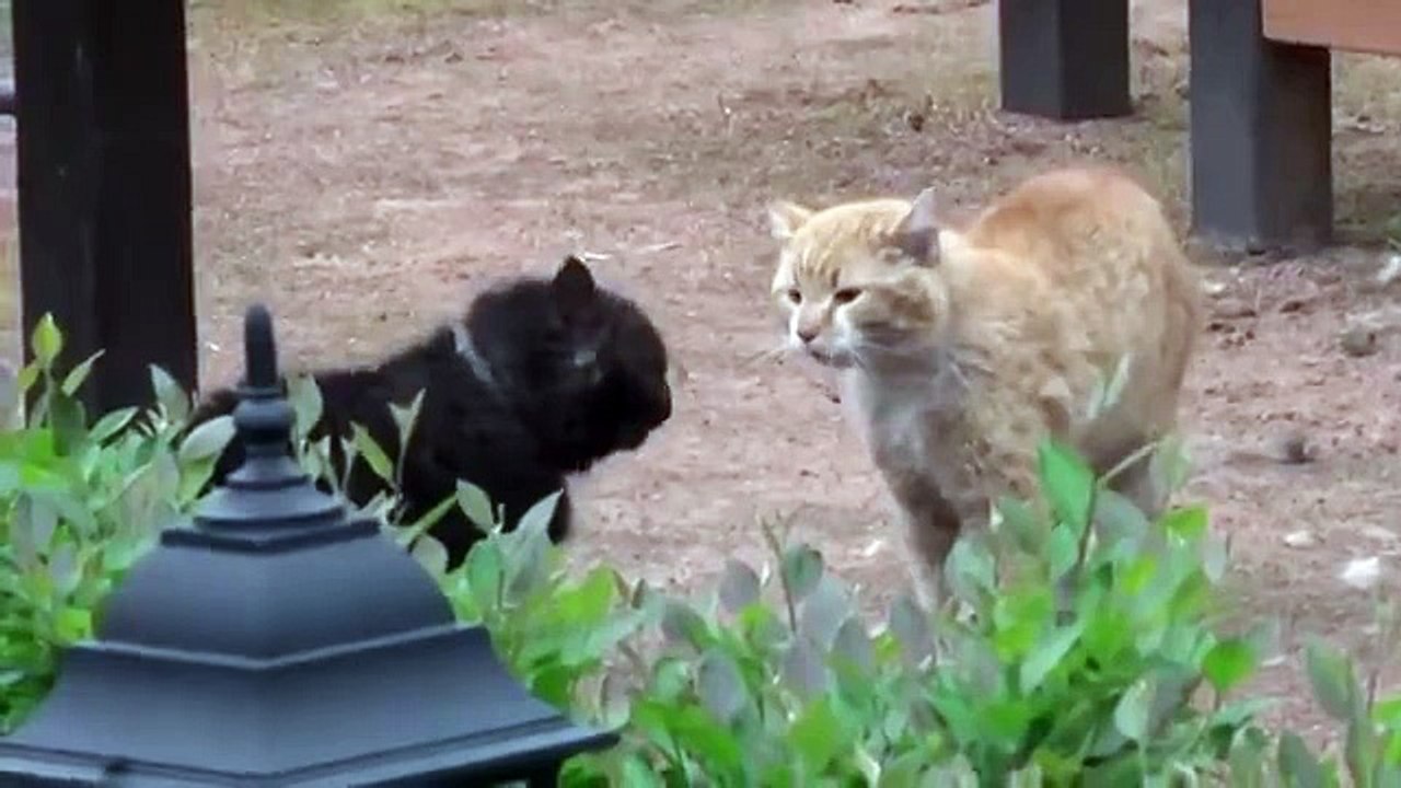 Драка котов, с озвучкой из фильма