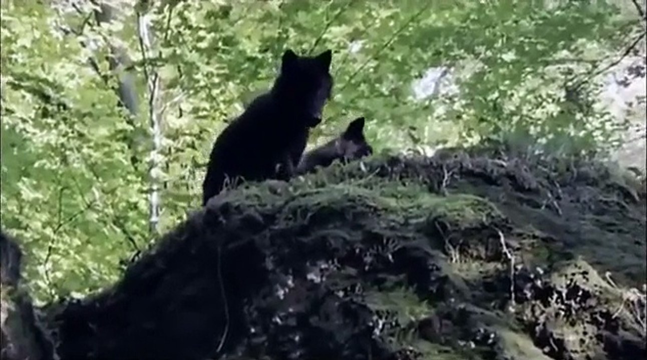 High Hopes---Pink Floyd