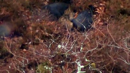 6 sanglier a la bauge en pleine sieste magnifique!!!!!!!