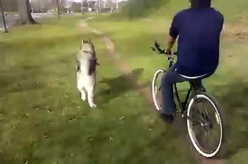 Alaskan Malamute "Kody" Exercises