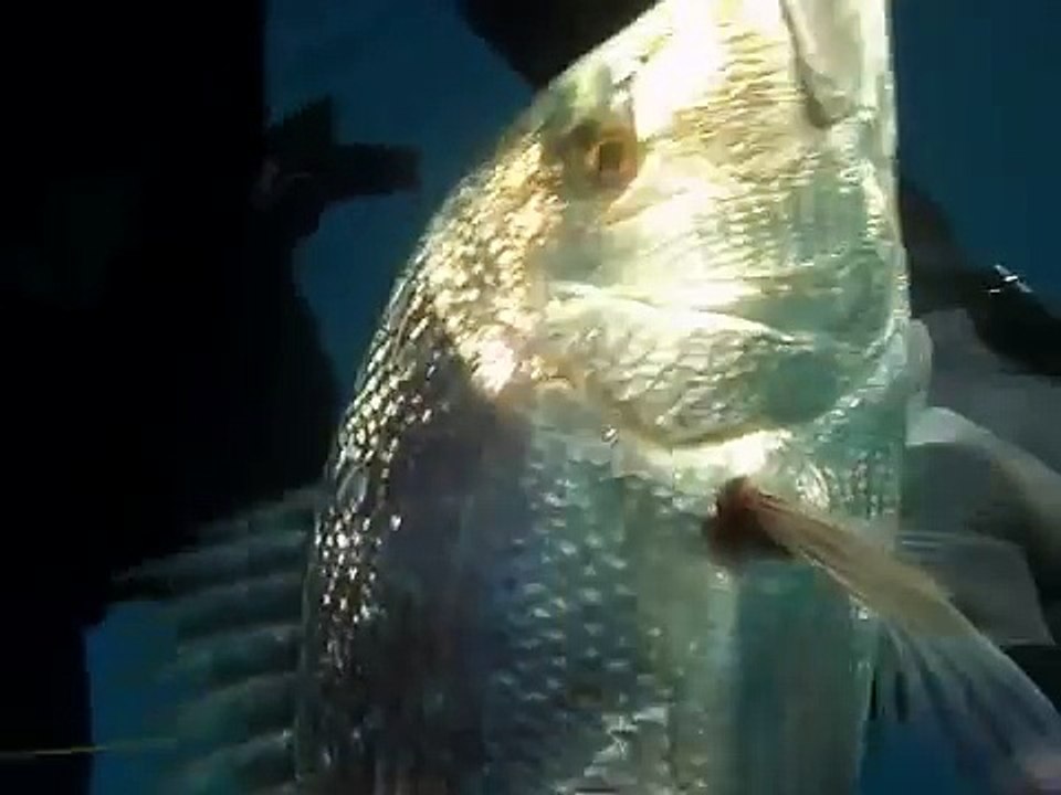 Chasse sous marine profonde en Catalogne avec Guillaume Eugène - Extraits