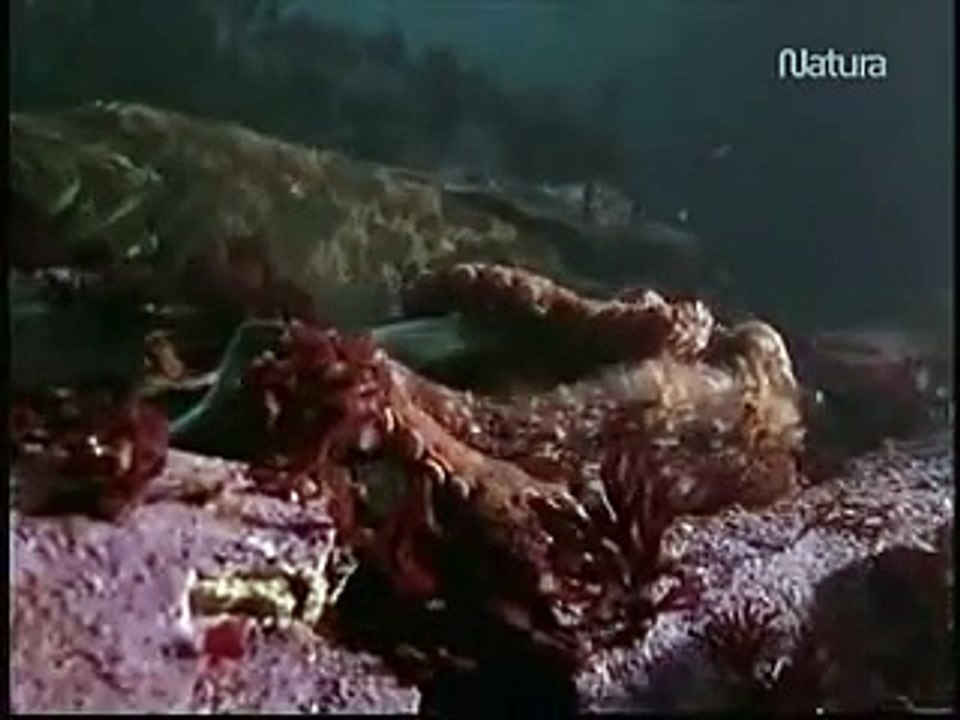 El show del pulpo