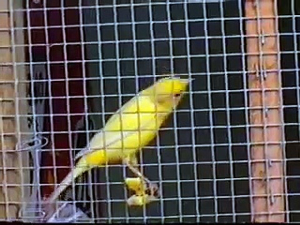 Roller Canary